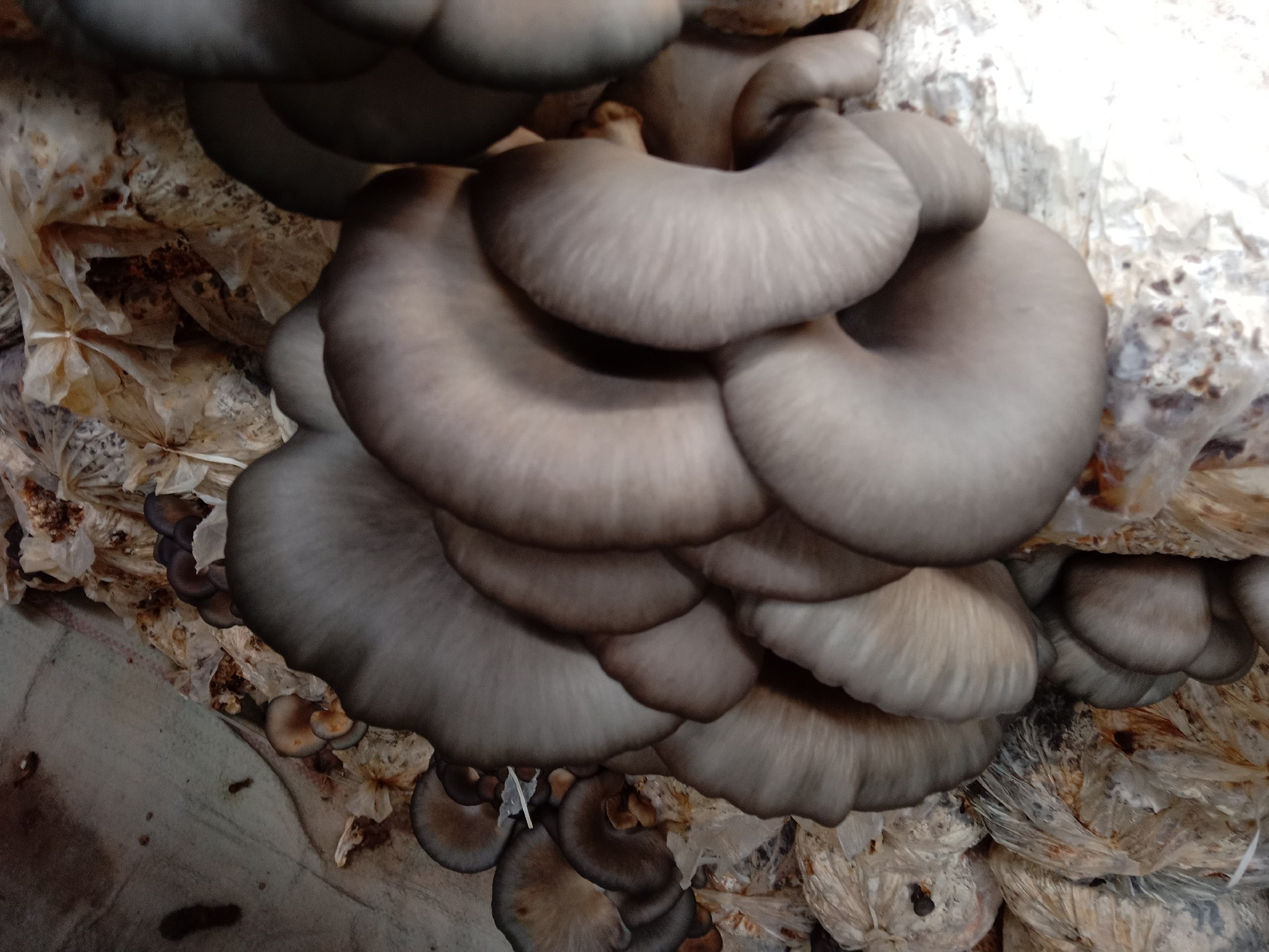 炒制完成的平菇炒辣椒,色泽鲜亮,香气扑鼻 炒制完成的平菇炒辣椒