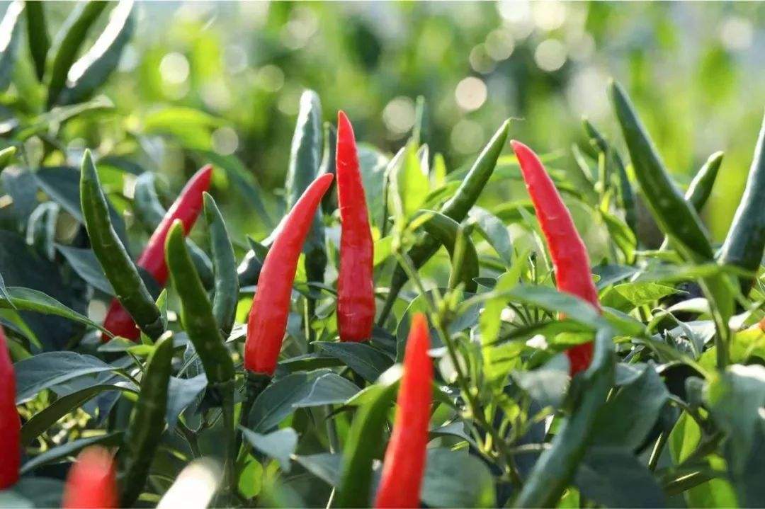 近距离拍摄成熟的高山小米椒,展示其鲜红色泽、光滑果皮与细长锥形外观,部分果实带有自然褶皱,背景虚化突出主体,体现高品质特征 高山小米椒特写镜头