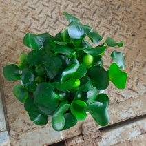水葫芦
