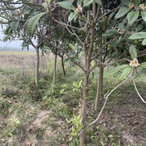 枇杷树