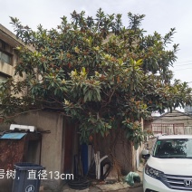 成熟枇杷树，江苏常州，直径13，今夏结果。