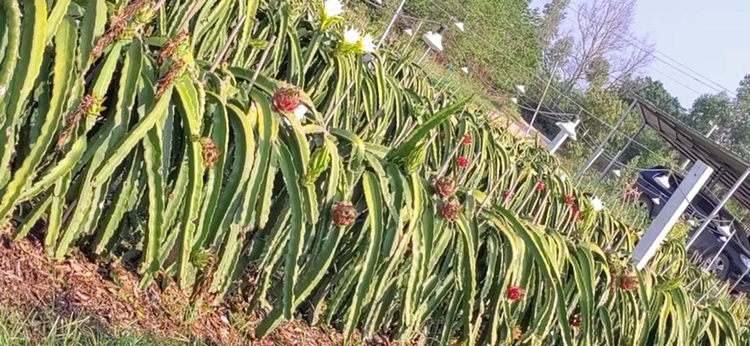 火龙果种植园实景