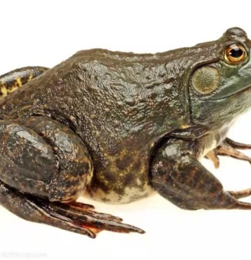 [牛蛙批发]出售美蛙价格7.50元/斤 - 一亩田