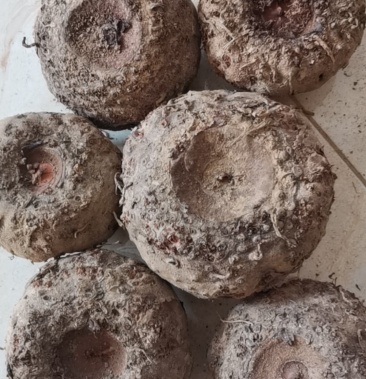 [珠芽魔芋批发]珠芽魔芋价格3.50元/斤 - 一亩田