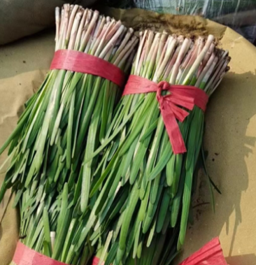 [红根韭菜批发]河北昌黎红根韭菜产地一手代办质量保证价格美丽长期