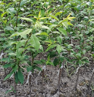 [三华李树苗批发]信宜钱排银丝三华李价格5.00元/棵 - 一亩田