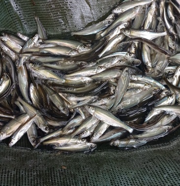 大量出售翘嘴鱼苗支持送货上门货到付款