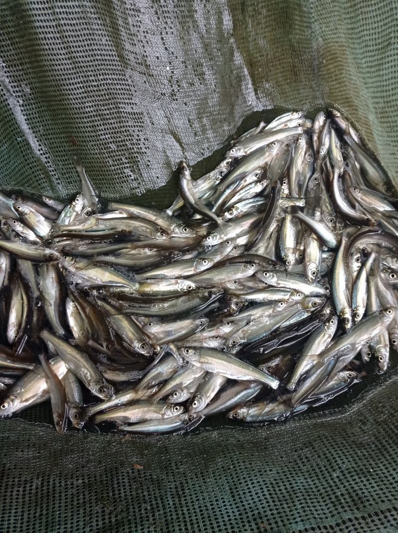 大量出售,翘嘴鱼苗,支持送货上门,货到付款.