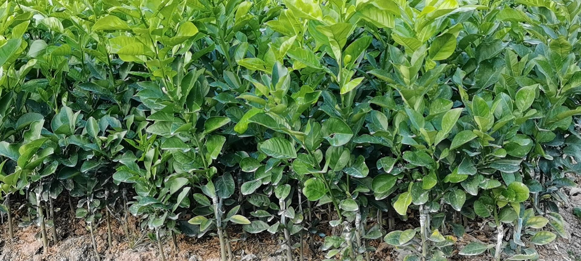 威诺葡萄柚果园实景,展示成片种植效果与采摘过程 威诺葡萄柚果园实景