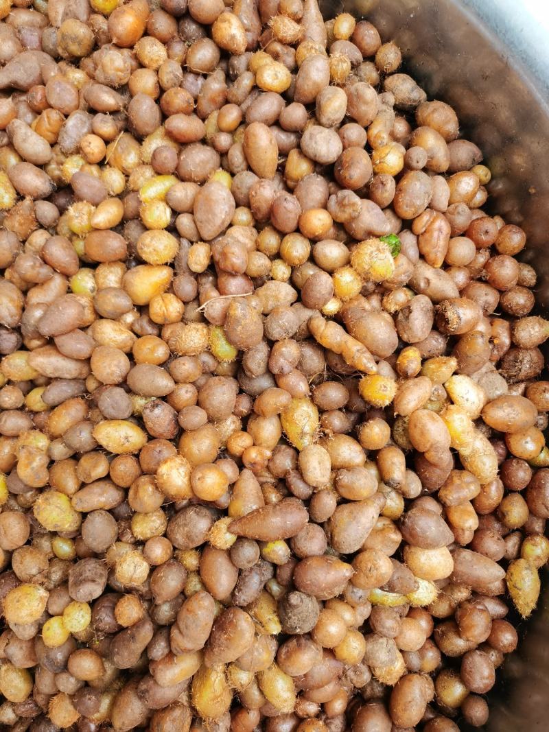 贵州野生石黄皮新鲜现挖肾蕨果化狗儿凤凰蛋马骝卵中药材