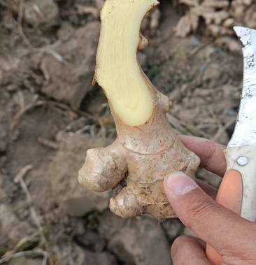 云南小黄姜青姜白姜