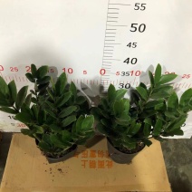 金钱树盆栽雪铁芋摇钱树盆景吉祥树办公室家居送礼寓意好