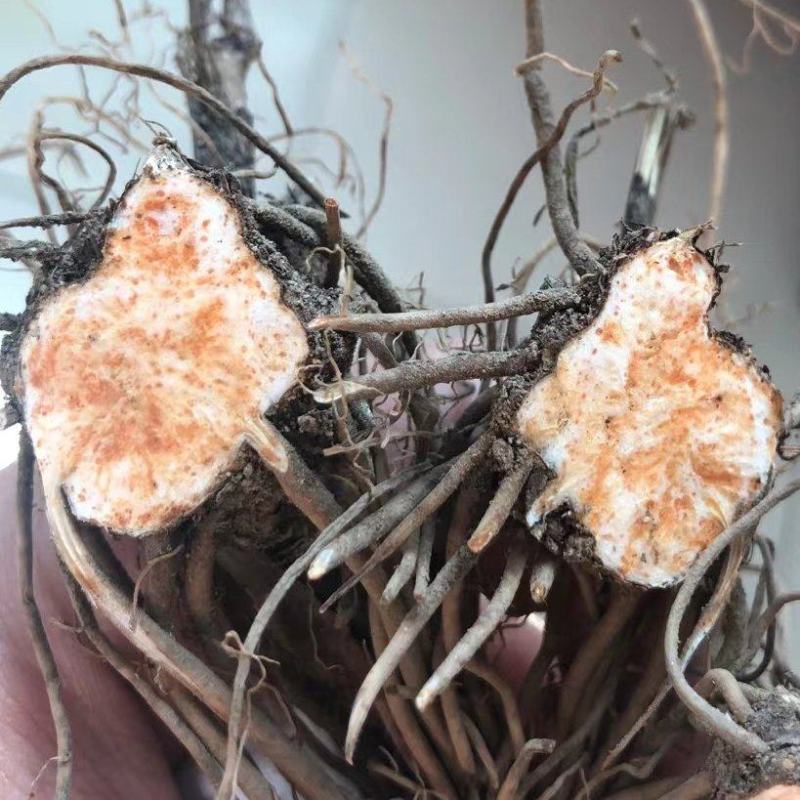 苍术苗 北苍术苗 朱砂点二年苗 品种纯正