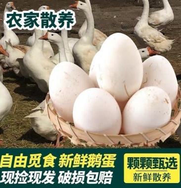 鹅蛋农场散养鲜鹅蛋鹅商品蛋个大新鲜承接商超电商