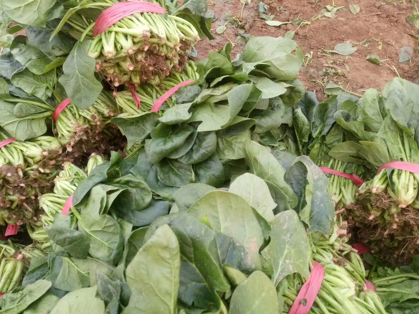 小叶菠菜采收与包装现场图