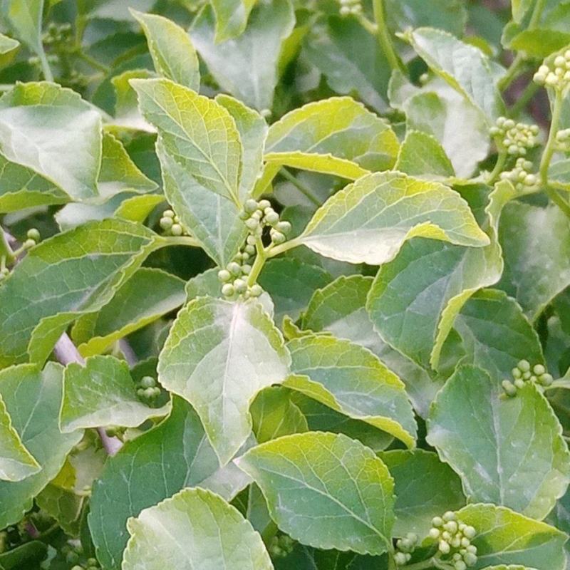山野菜,绿叶藤,甲叶,可凉拌,做馅.无质量问题不退换.