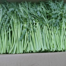 精品茼蒿菜