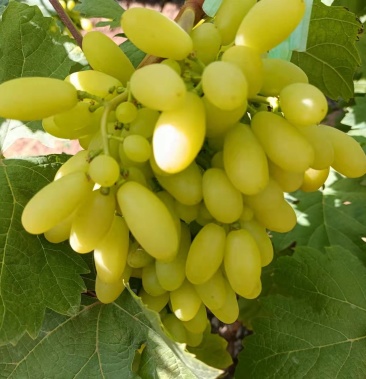 [白鸡心葡萄批发]白鸡心葡萄价格10.00元/斤 - 一亩田