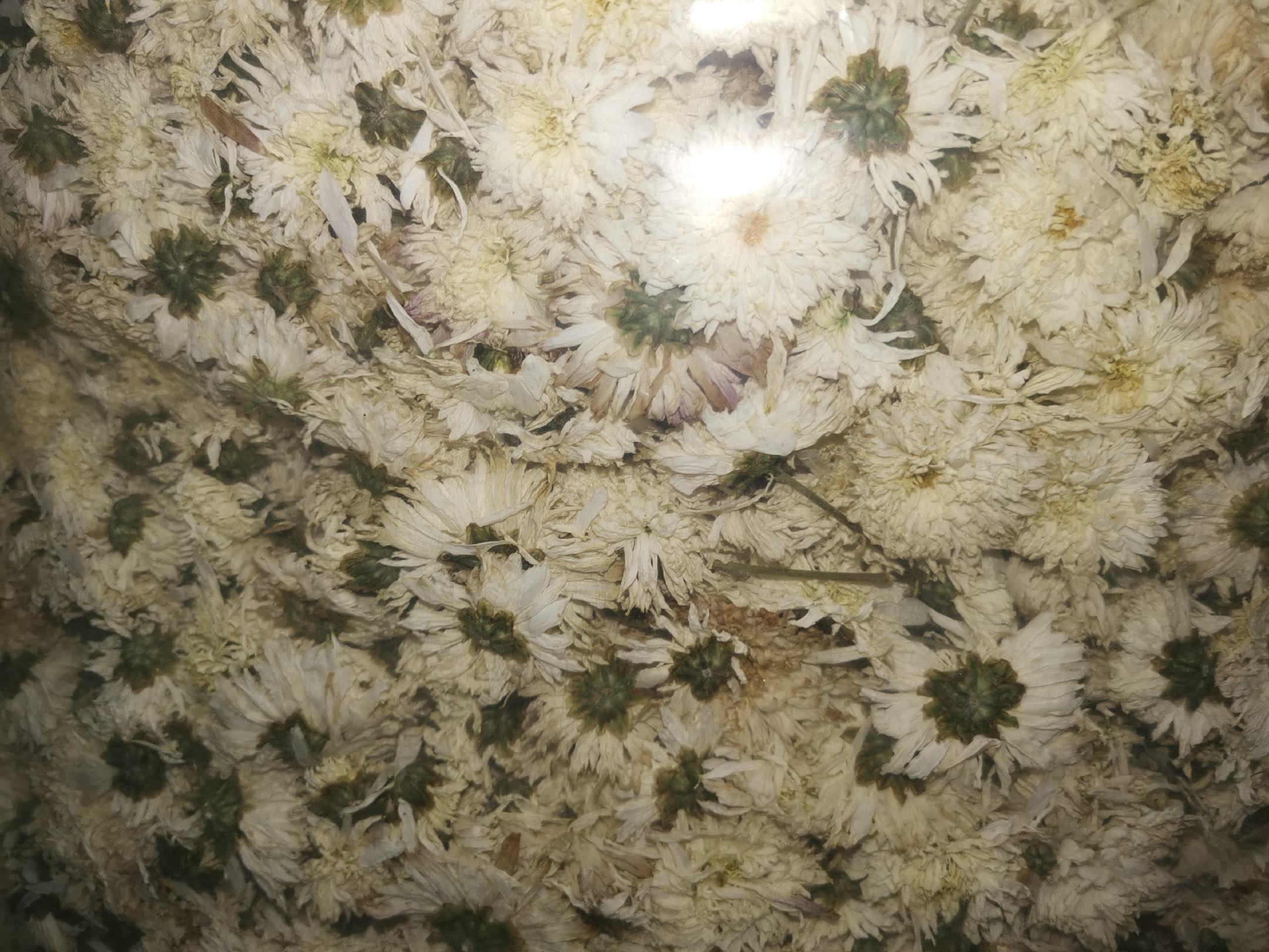 杭白菊特写图