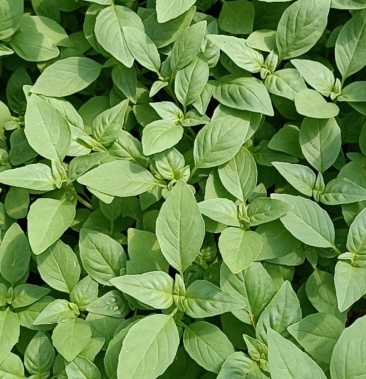 [荆芥批发]荆芥价格8.00元/斤 - 一亩田