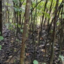 秋枫树树苗，4cm至40cm各种规格6000棵