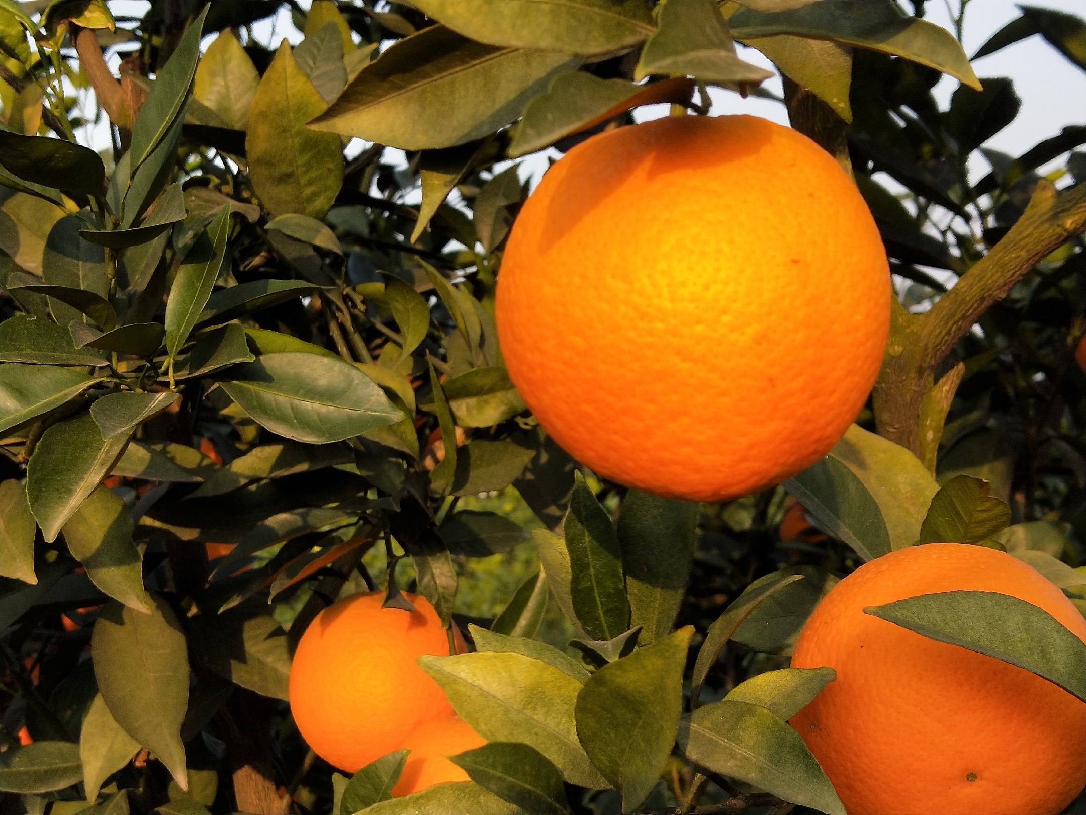 血橙果园中的成熟果实，阳光下呈现出诱人的红色