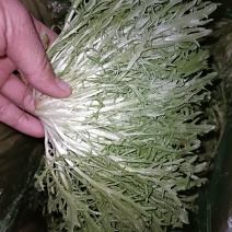 邯郸永年精品苦菊品质保证专业团队欢迎来电合作