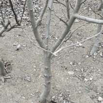 梨树，