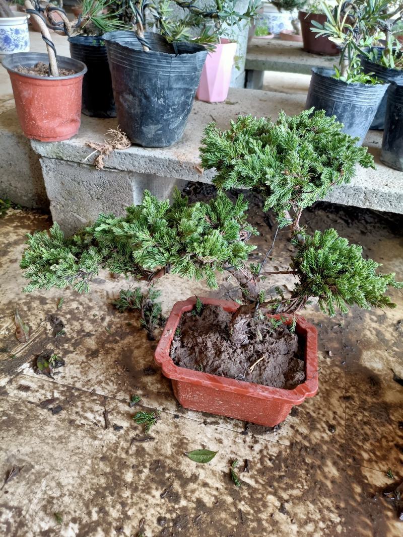 金姬小蜡棒棒糖高杆爱心花镜别墅川滇蜡树亮金小叶女贞造型