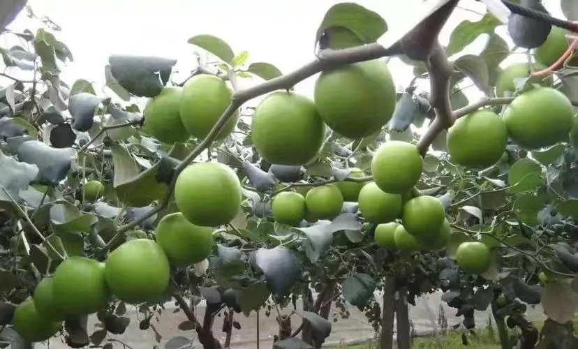 展示华南地区青枣果园在秋季成熟期的实景,果实饱满,树体健康 华南地区青枣果园实景
