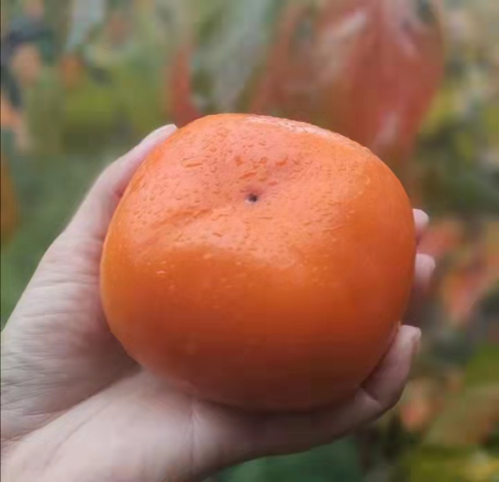 柿子产地与品种对比图