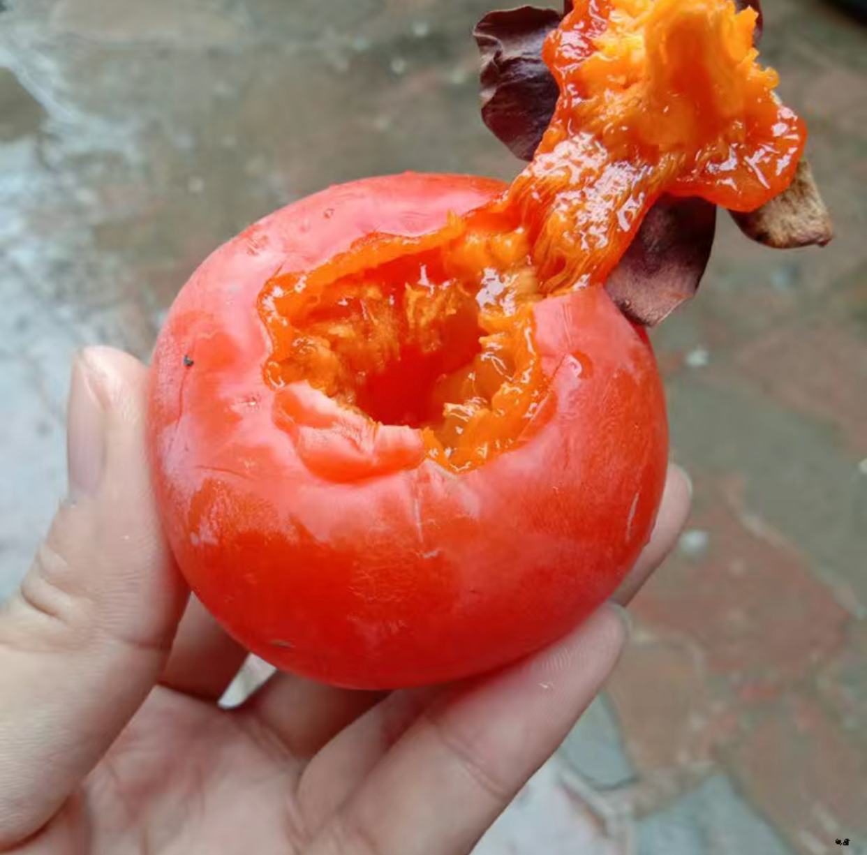 白果强丰西红柿的果实特写