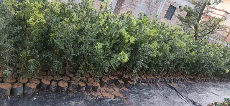罗汉松苗木在电商平台上的销售页面截图