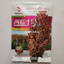两糯一号高粱种子，甜高梁种子粮食酿酒用饲牧草抗旱高产