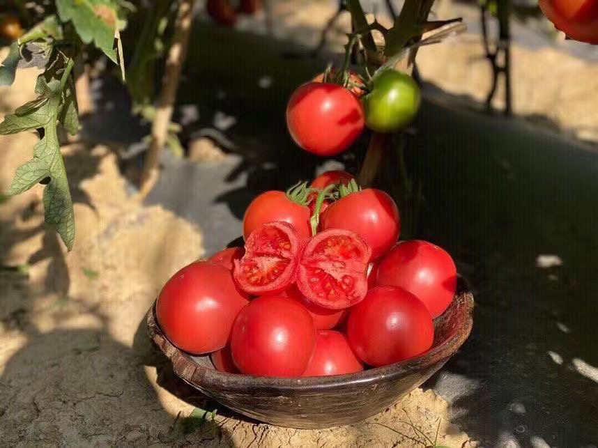 一篮新鲜采摘的普罗旺斯西红柿,果实饱满圆润,表皮光滑鲜红,在阳光照射下泛着自然光泽,背景为绿色藤蔓和田园农场环境 普罗旺斯西红柿特写