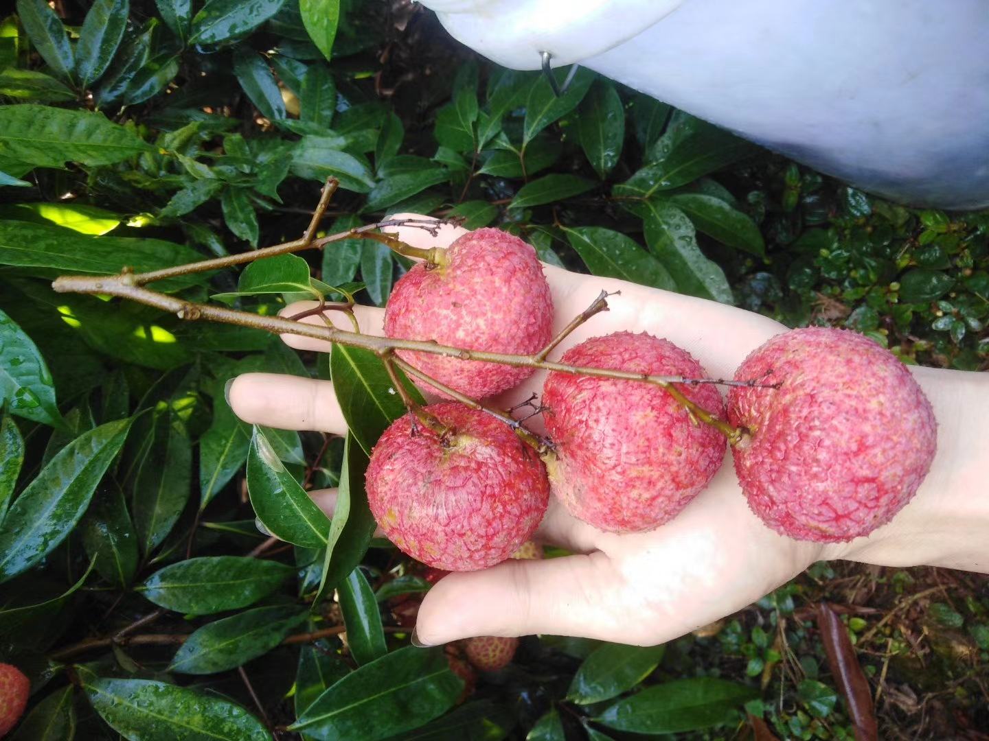 一颗成熟鲜红的红无核荔枝,果形饱满呈心形,果皮光滑亮红,背景为清晨果园露珠未干的枝叶,突出其新鲜采摘的状态 红无核荔枝特写