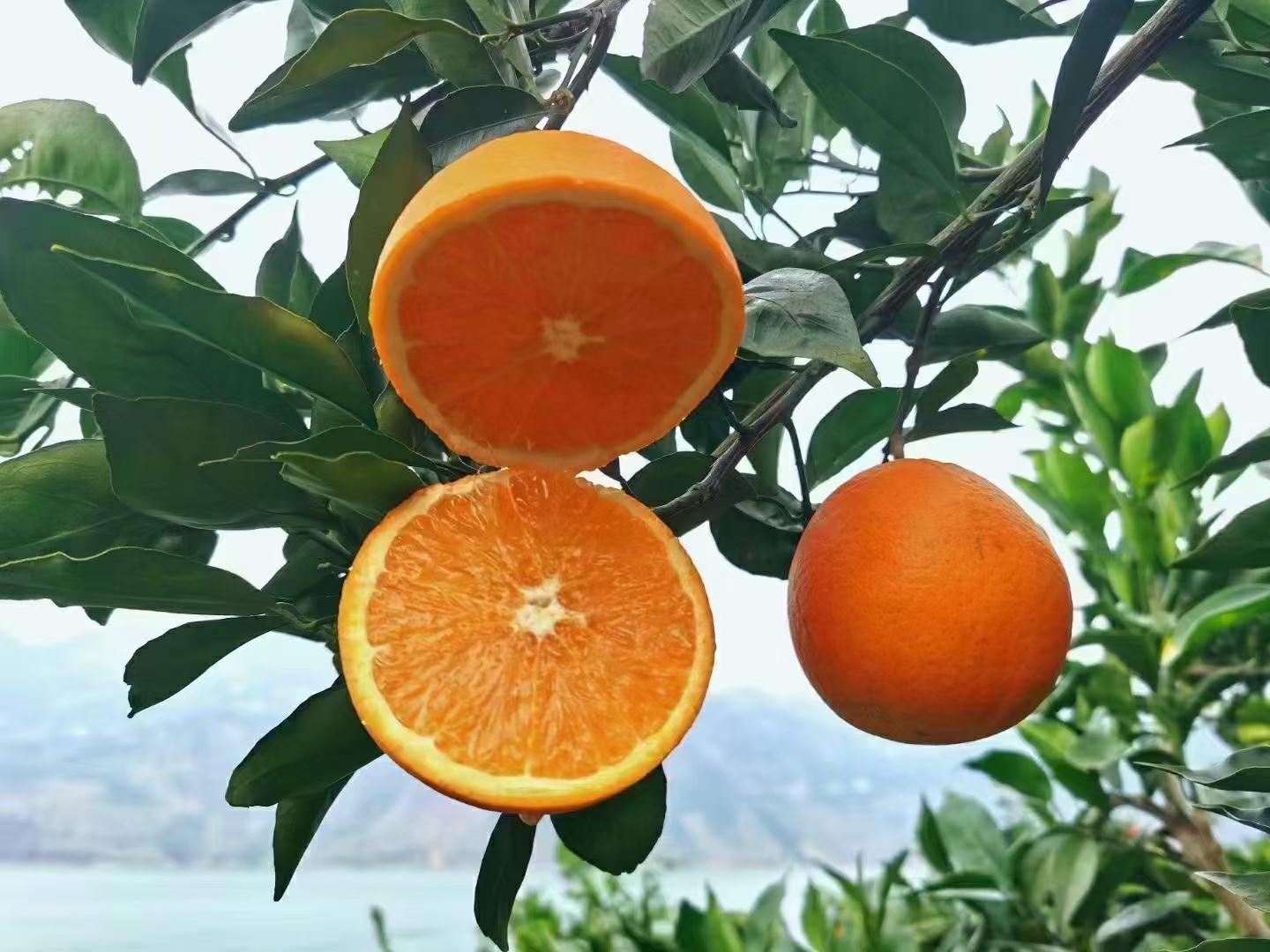 一颗成熟的秭归九月红脐橙,表皮呈鲜艳的橙红色,带有自然光泽,果形饱满圆润,切开后果肉晶莹剔透,汁水欲滴,背景为清晨阳光下的果园,树叶上还挂着露珠,展现原生态种植环境 秭归九月红脐橙特写