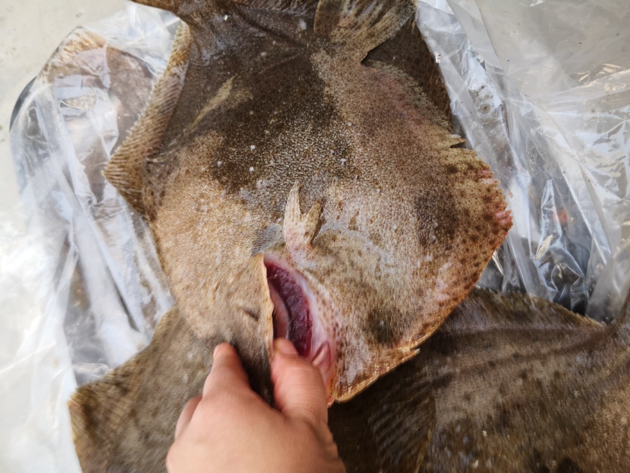 多宝鱼解剖结构示意图