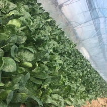 规格齐全菠菜长期供货欢迎联系