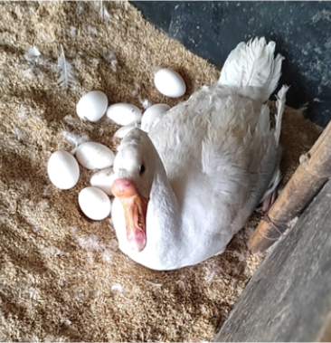 鹅种蛋出苗率高新鲜鹅蛋