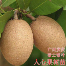 广西人心果树苗嫁接人参果树苗南北方种植四季盆栽地栽果树苗