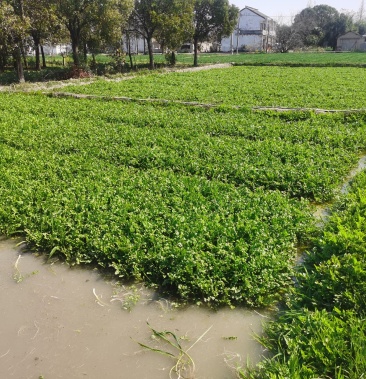 [水芹批发]水芹价格4.50元/斤 - 一亩田