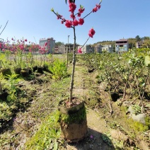 桃花树