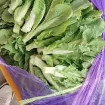 白菜苔新鲜可见，当天现摘现发