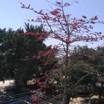 木棉花树
