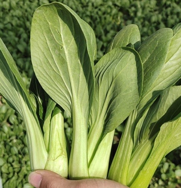 万亩基地精品小油菜油麦菜波菜奶白菜