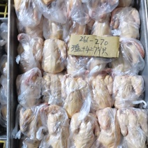 原粮喂食乳鸽大型国企养殖