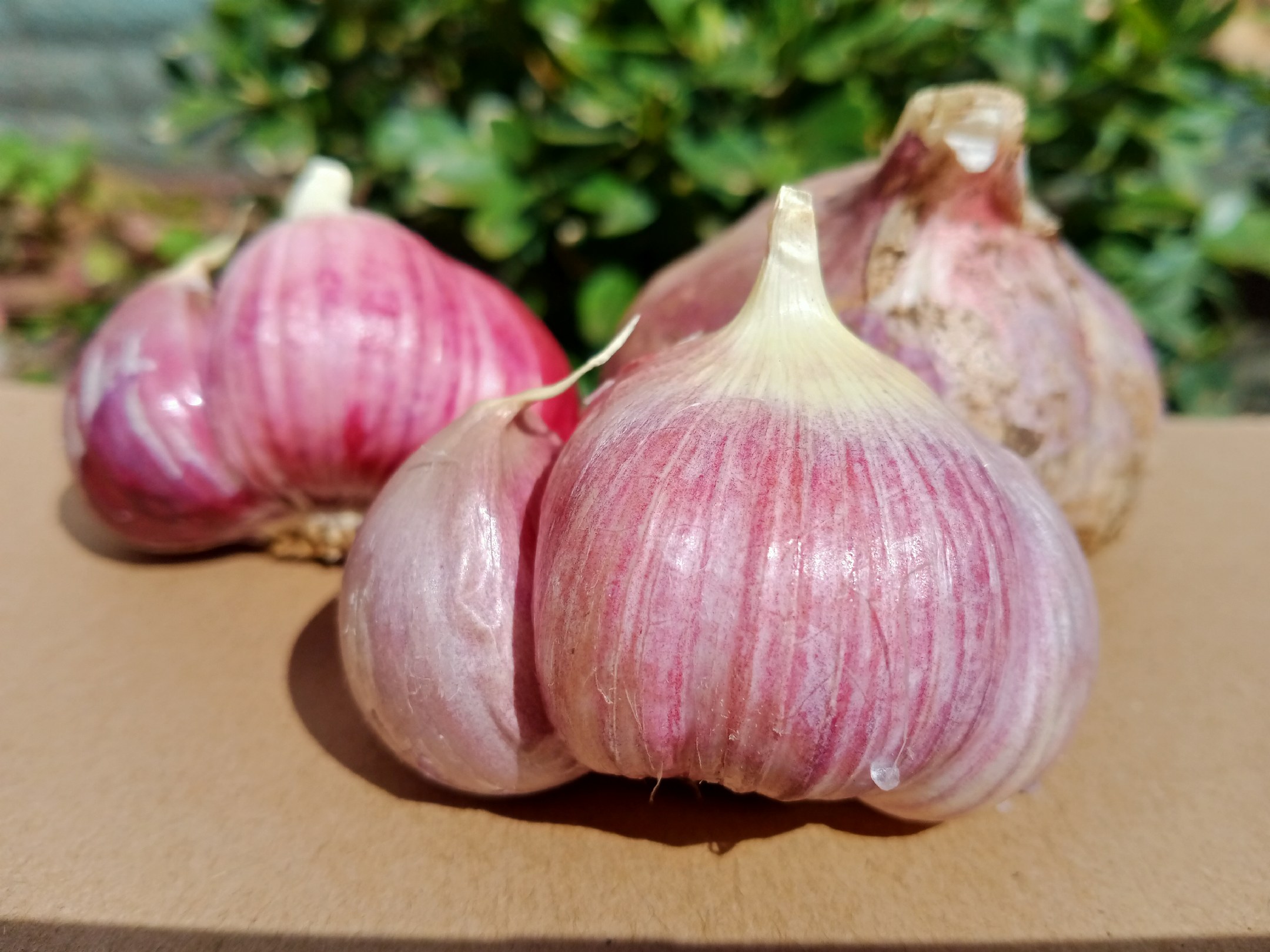 一整颗带皮的紫红色大蒜,表皮呈现明显的深紫红色条纹,根部有干燥须根,顶部残留茎基,背景为浅色木质案板,光线柔和自然,突出红蒜的颜色特征和质感 红蒜药材特写