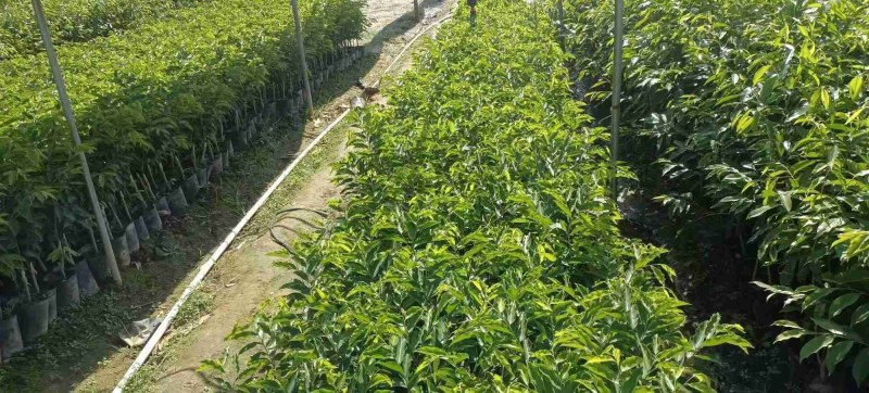 种植沉水植物价格