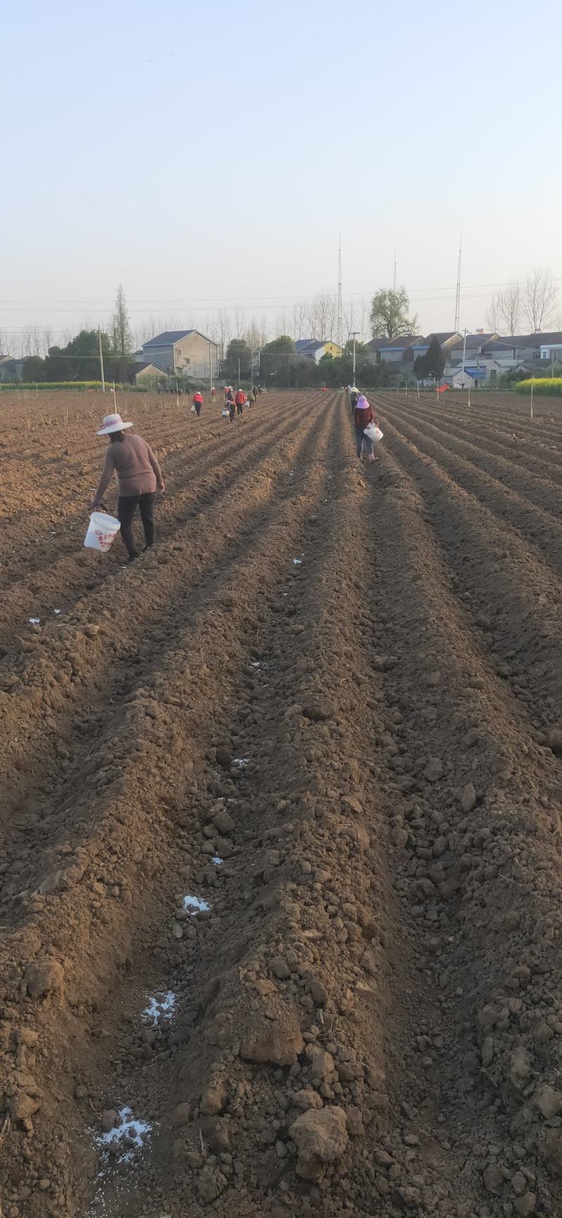 贵州二黄姜,本合作社位于湖北荆州市,常年大量供应生姜.